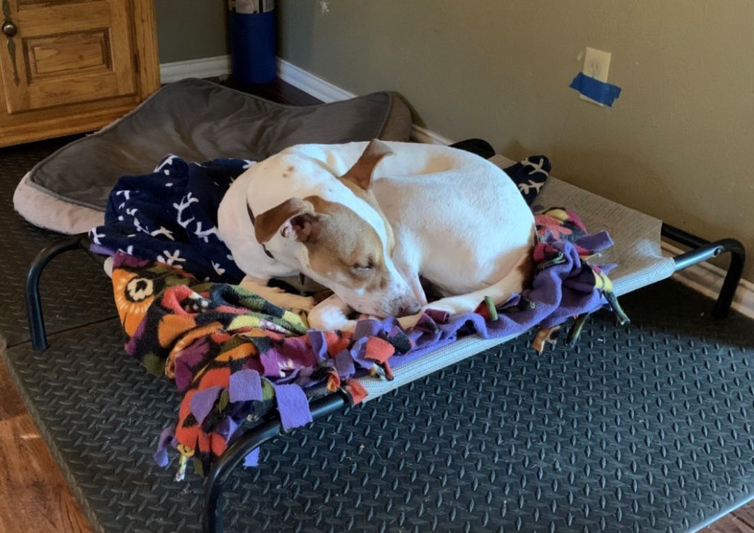 Copper GDP, an adoptable Harrier in Dallas, TX, 75214 | Photo Image 2