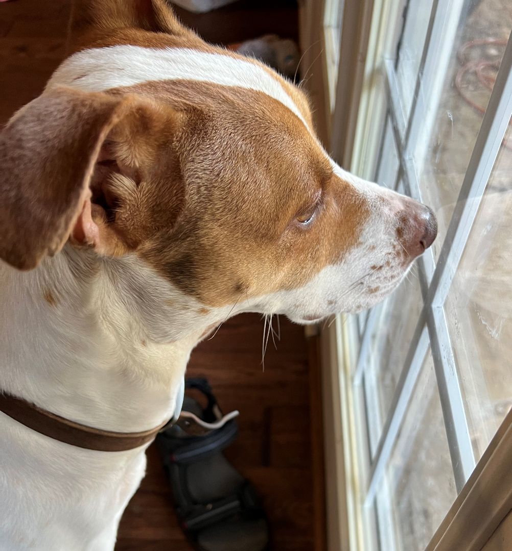 Copper GDP, an adoptable Harrier in Dallas, TX, 75214 | Photo Image 3