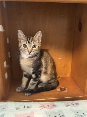 Amber, Young Female unknown