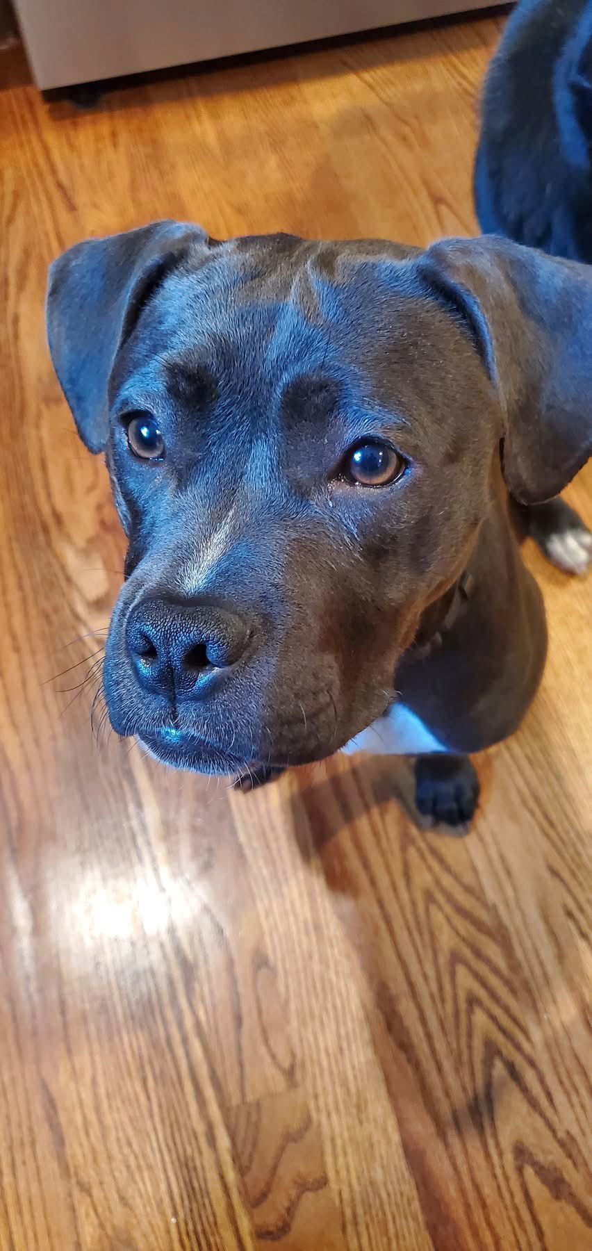 PEPPER