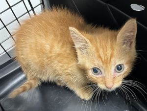 Splat 1119-25 Domestic Short Hair Cat