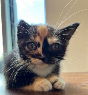 Clang 1121-25 Domestic Short Hair Cat