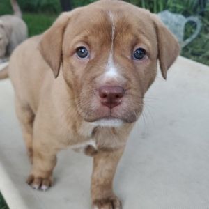 Paisley, Baby Female unknown