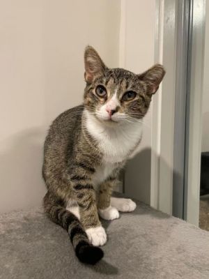 Twizzler, Baby Female unknown