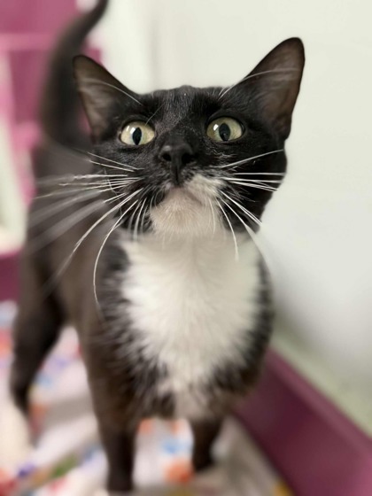 Nikita
