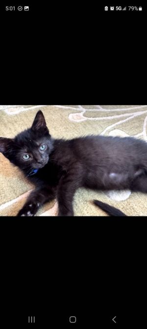 Hap (dk blue), Baby Female unknown