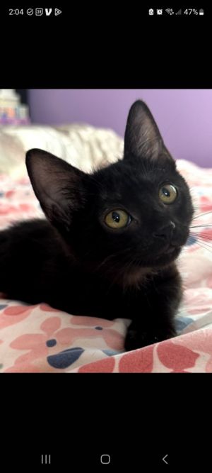 Sly (silver), Baby Female unknown
