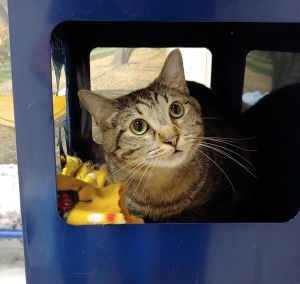 Turkey Domestic Short Hair Cat