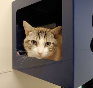 Woody Domestic Short Hair Cat