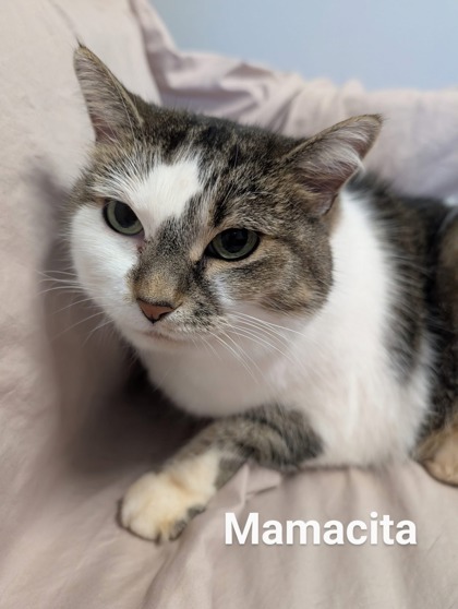 Mamacita