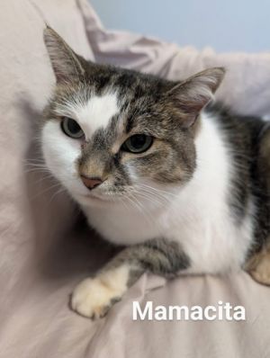 Mamacita, Senior Female unknown