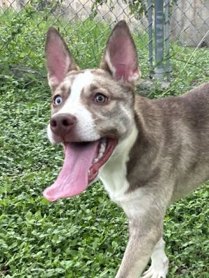 Peanut Butter, Adult Female unknown