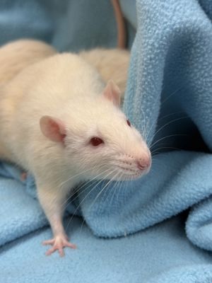 Zeroni (no Dots On Tail), Young Male unknown