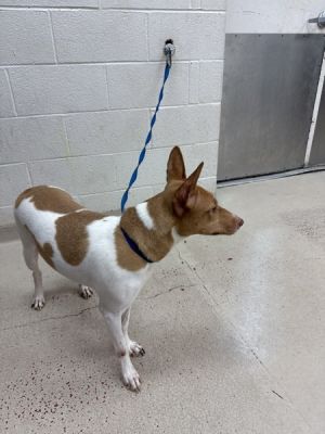 Bella (110), Adult Female unknown