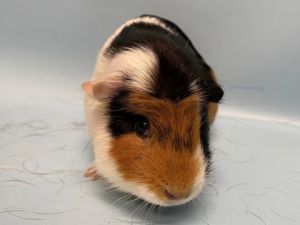 Callie, Adult Female unknown