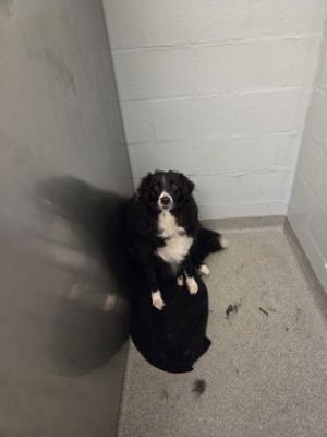 Roxie, Adult Female unknown