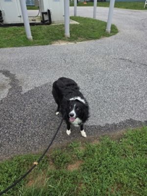 Daisy, Adult Female unknown
