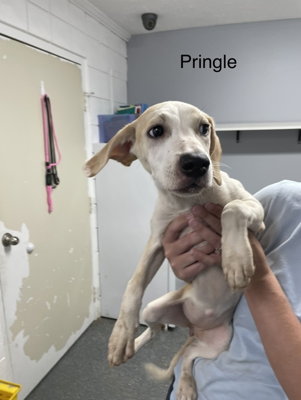 Pringle