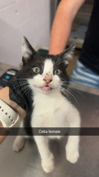 Celia