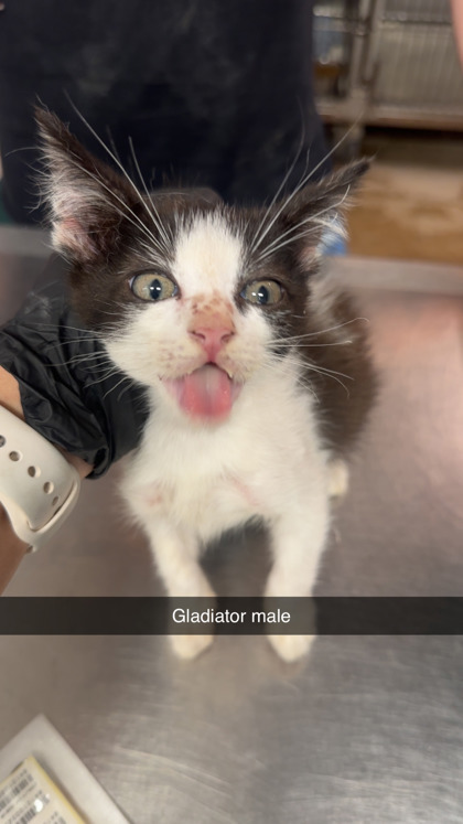 Gladiater