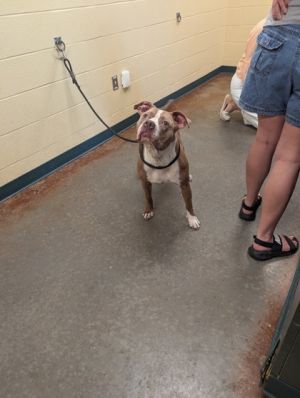 Tammy, Adult Female unknown