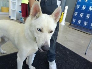 58942125, Adult Male unknown