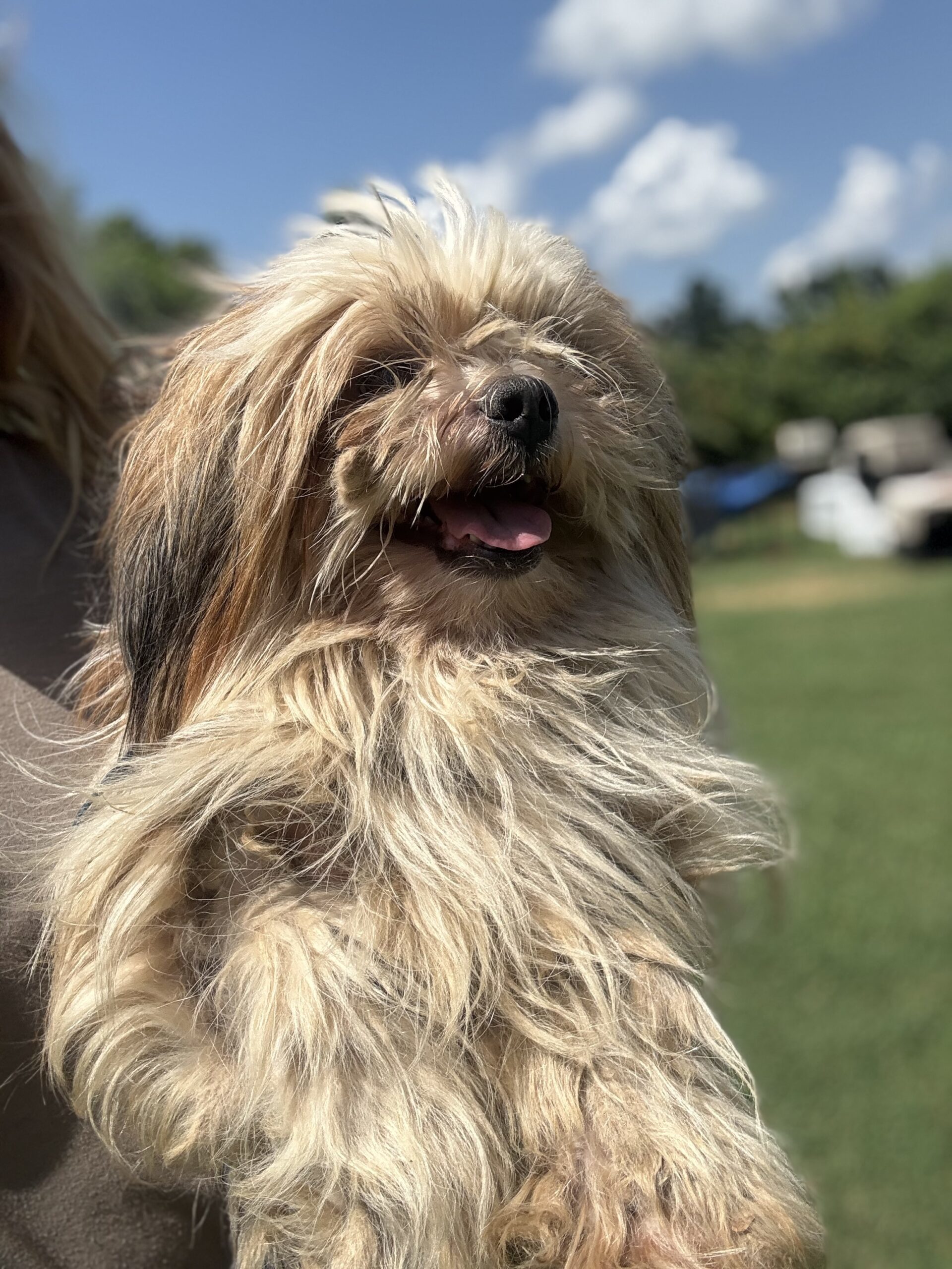 Muppet, an adoptable Havanese, Lhasa Apso in Harrah, OK, 73045 | Photo Image 1