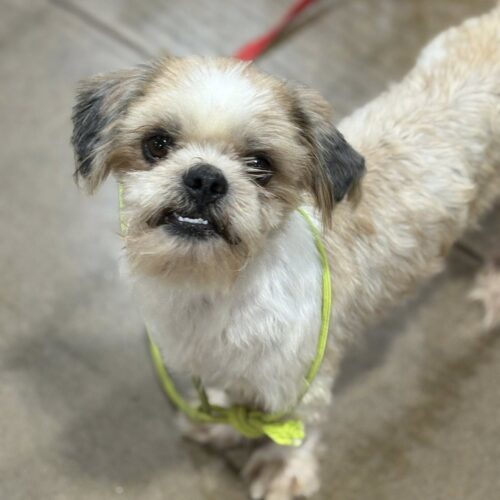 Muppet, an adoptable Havanese, Lhasa Apso in Harrah, OK, 73045 | Photo Image 2