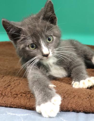 Knight, an adoptable Domestic Short Hair in Thief River Falls, MN, 56701 | Photo Image 1