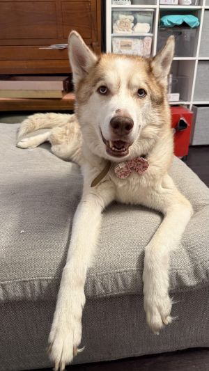 Enzo -Courtesy Post, Senior Male unknown