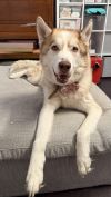 Enzo -Courtesy Post photo 1