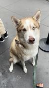 Enzo -Courtesy Post photo 2