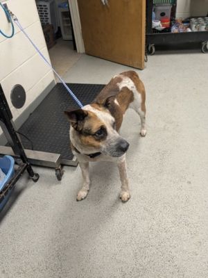 58942572, Adult Male unknown