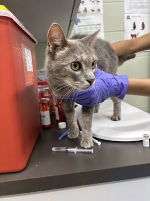 58942457, Adult Female unknown