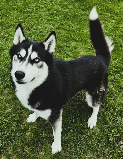 Eragon, an adoptable Alaskan Malamute, Siberian Husky in Willmar, MN, 56201 | Photo Image 1