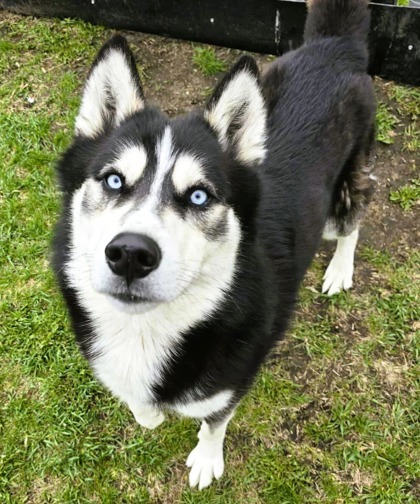 Eragon, an adoptable Alaskan Malamute, Siberian Husky in Willmar, MN, 56201 | Photo Image 2