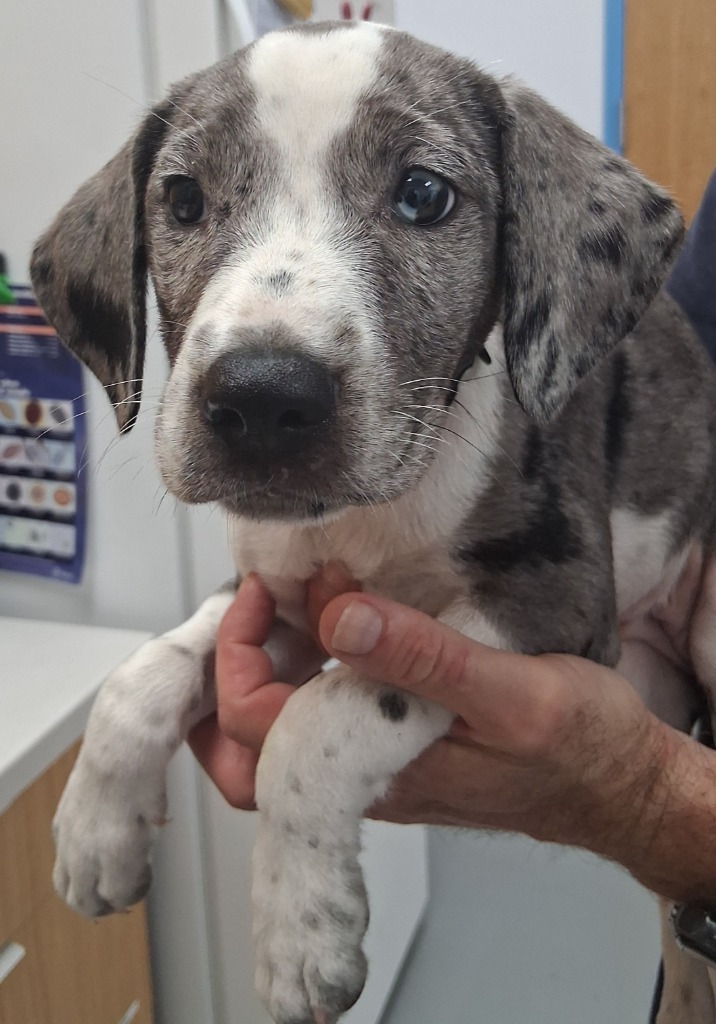 Pepper