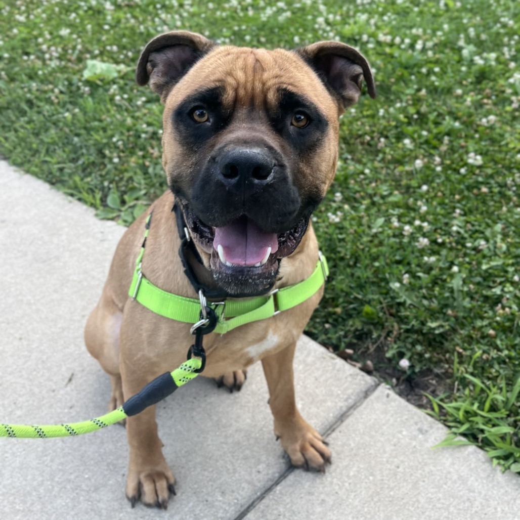 Brutus