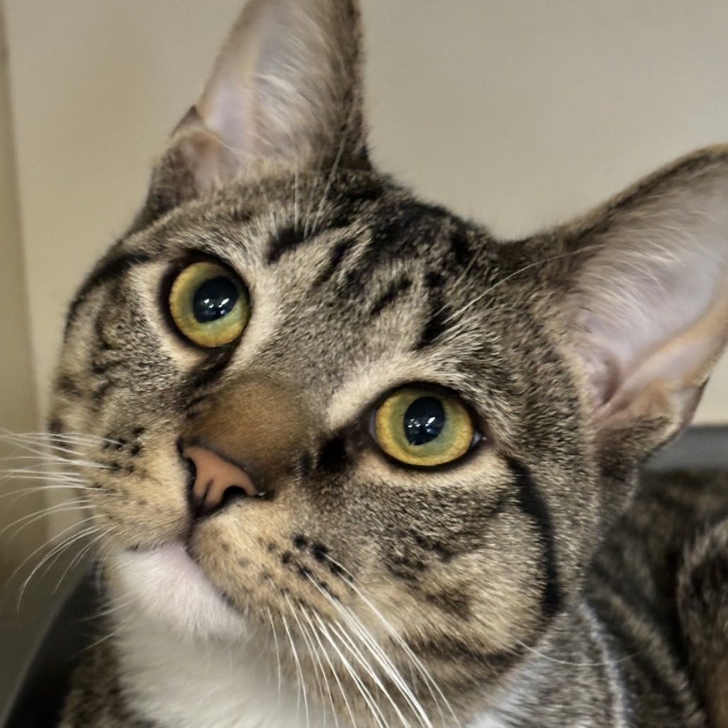 Elliott
