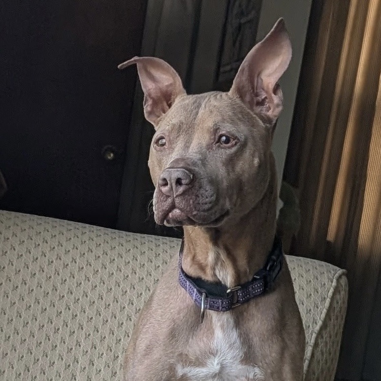 Nilla