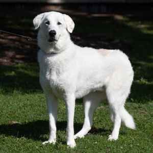 Charlie, Adult Male unknown