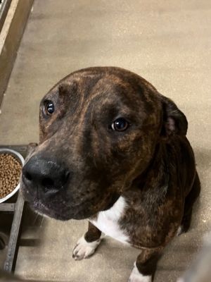 Jethro, Adult Male unknown