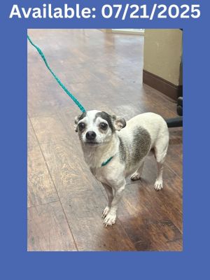 Dog Kennels #37, Adult Male unknown