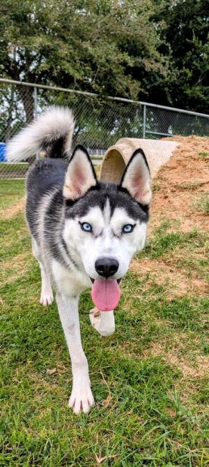 Busker Husky Dog