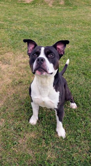 Zeb Pit Bull Terrier Dog
