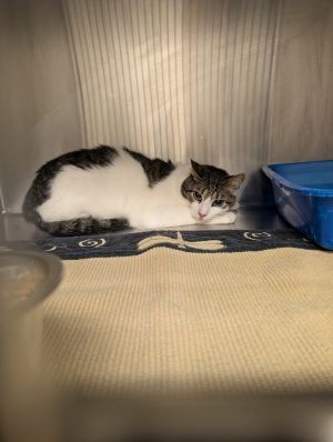 Snickers Domestic Short Hair Cat
