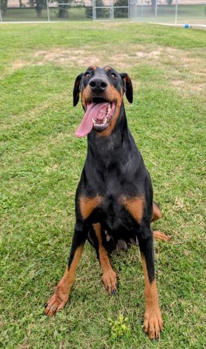 If you are interested in adopting from SAS please contact 8304012335 to schedule an adoption appoint