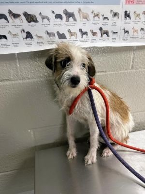 If you are interested in adopting from SAS please contact 8304012335 to schedule an adoption appoint