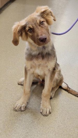If you are interested in adopting from SAS please contact 8304012335 to schedule an adoption appoint