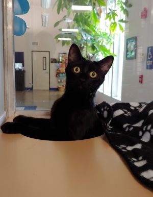 Dot Domestic Short Hair Cat